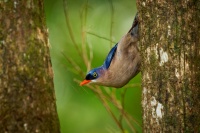 Brhlik cervenozoby - Sitta frontalis - Velvet-fronted Nuthatch o6524